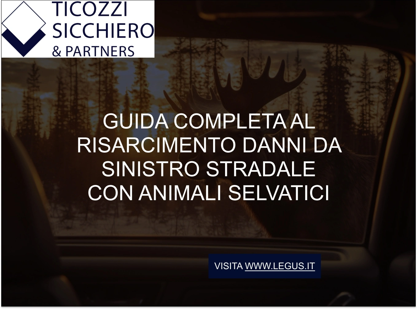 Guida completa al risarcimento danni da sinistro stradale con animali selvatici